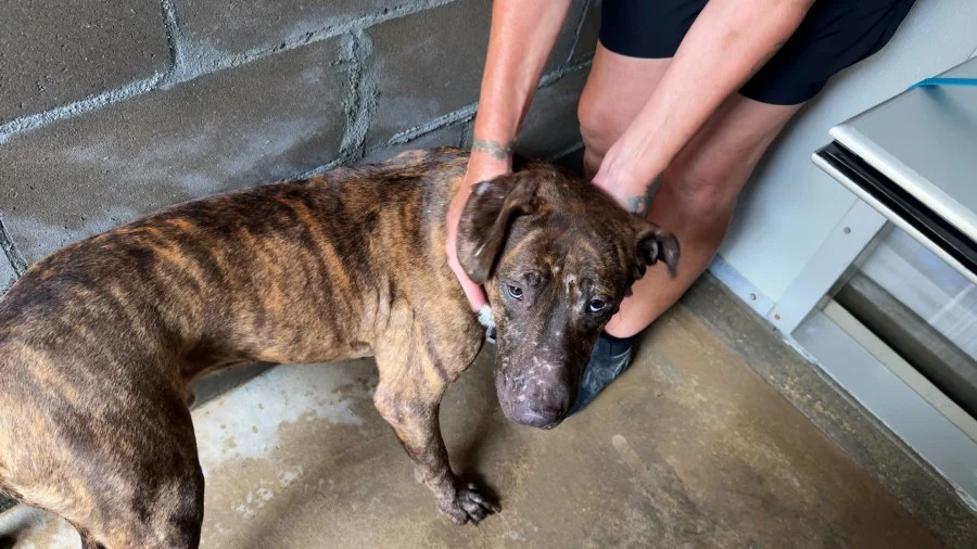 Alaqua Animal Refuge Rescues 37 Animals From Bruton Trailer