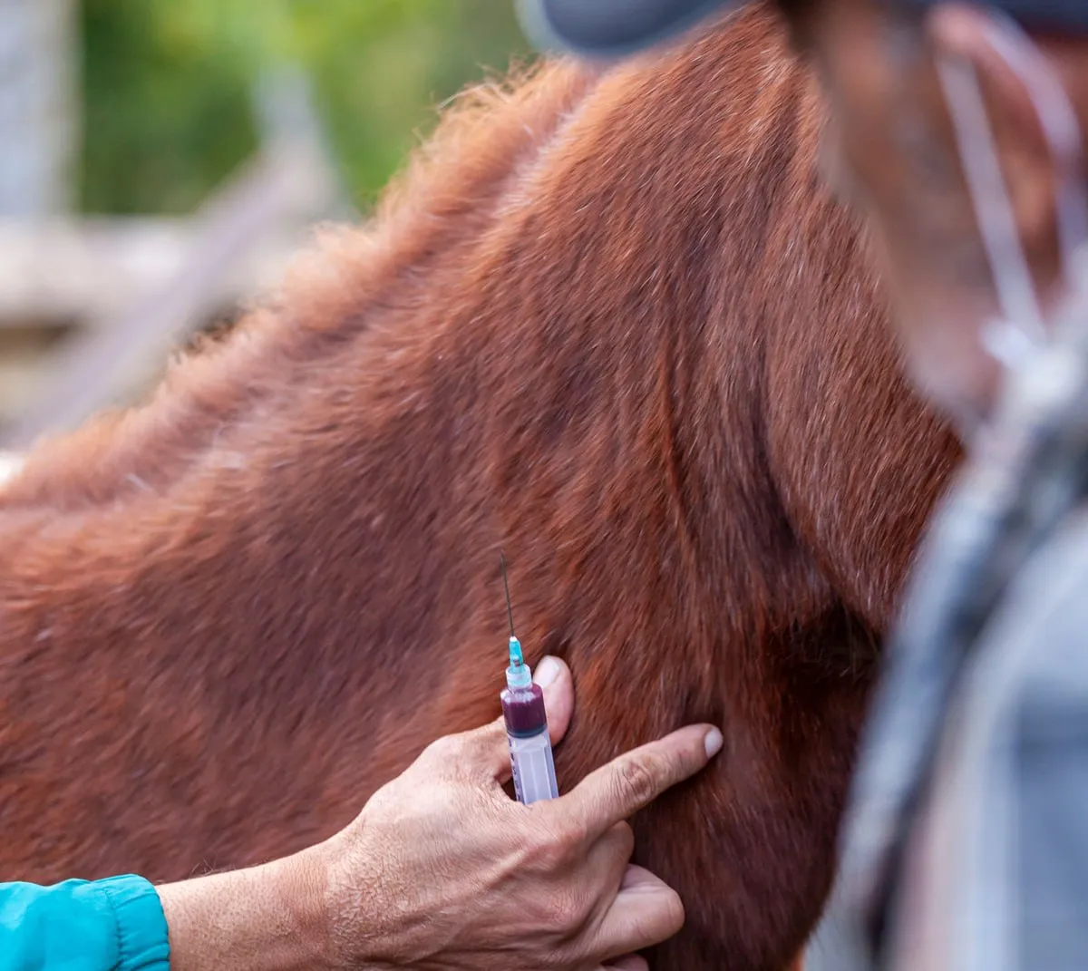 Six Horses Rescued in Animal Cruelty Case Recovering at Alaqua Animal Refuge in Freeport