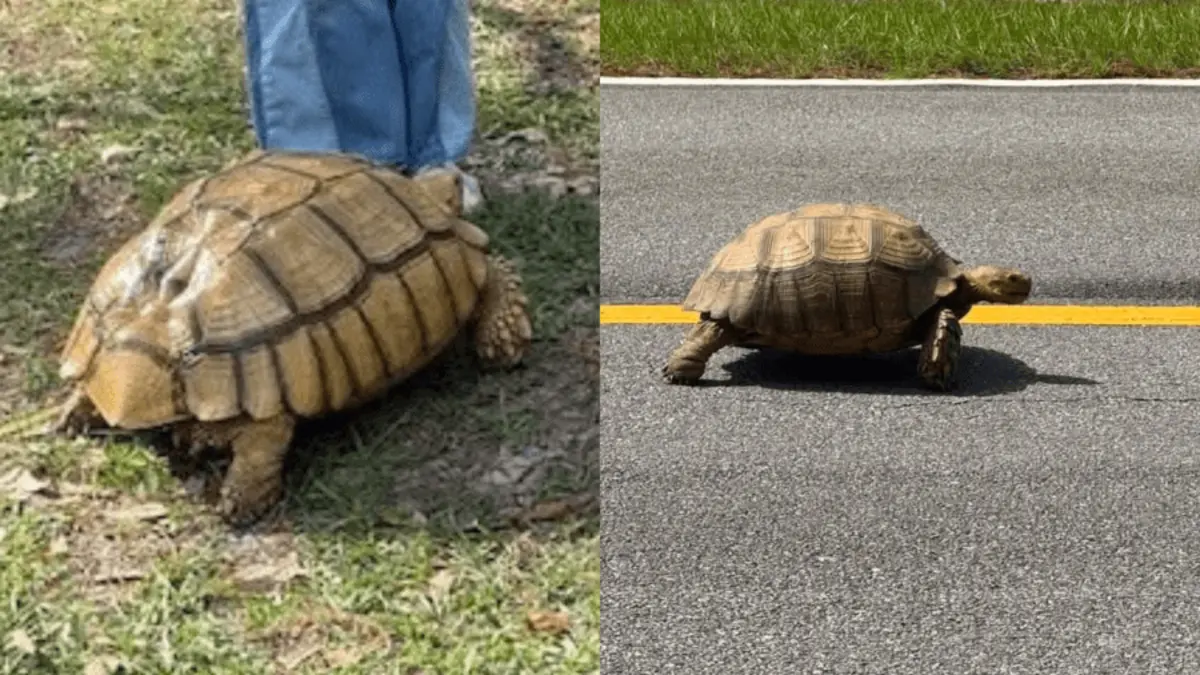 Freeport Family Seeks Help Finding Leland, the 75-Pound Tortoise