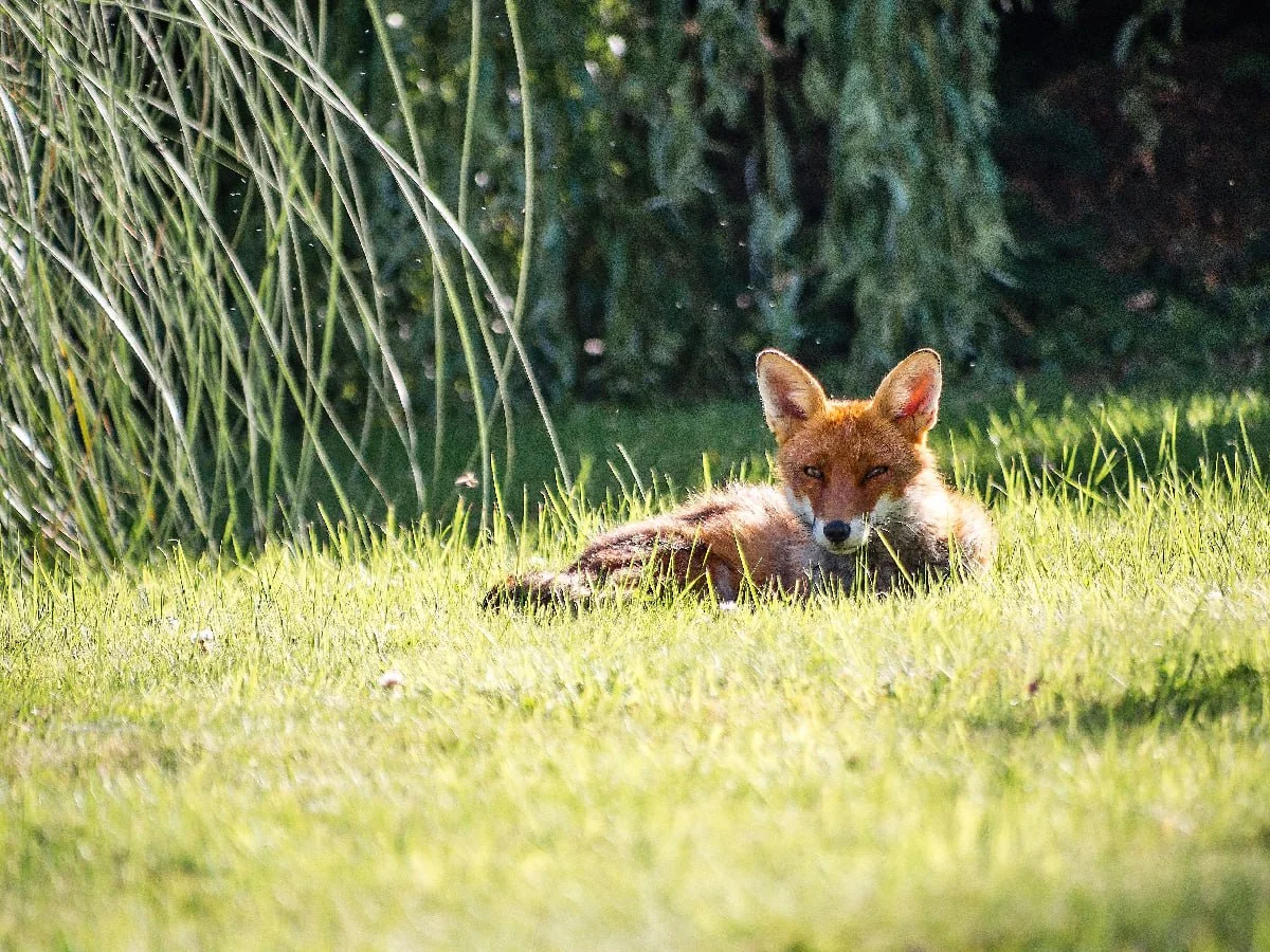 Rabies Advisory Issued for Walton County After Fox Tests Positive