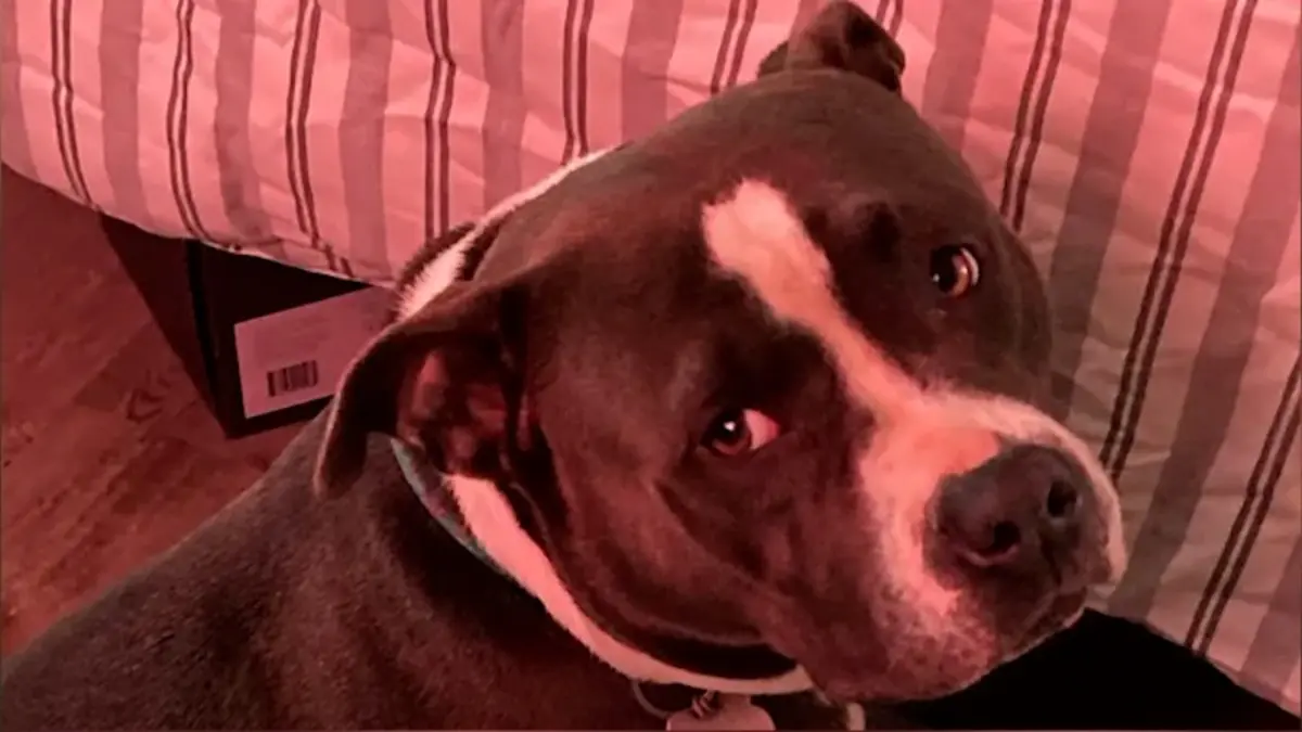 Lawsuit Names Walton County Sheriff, Fire Official in 2024 Dog Shooting