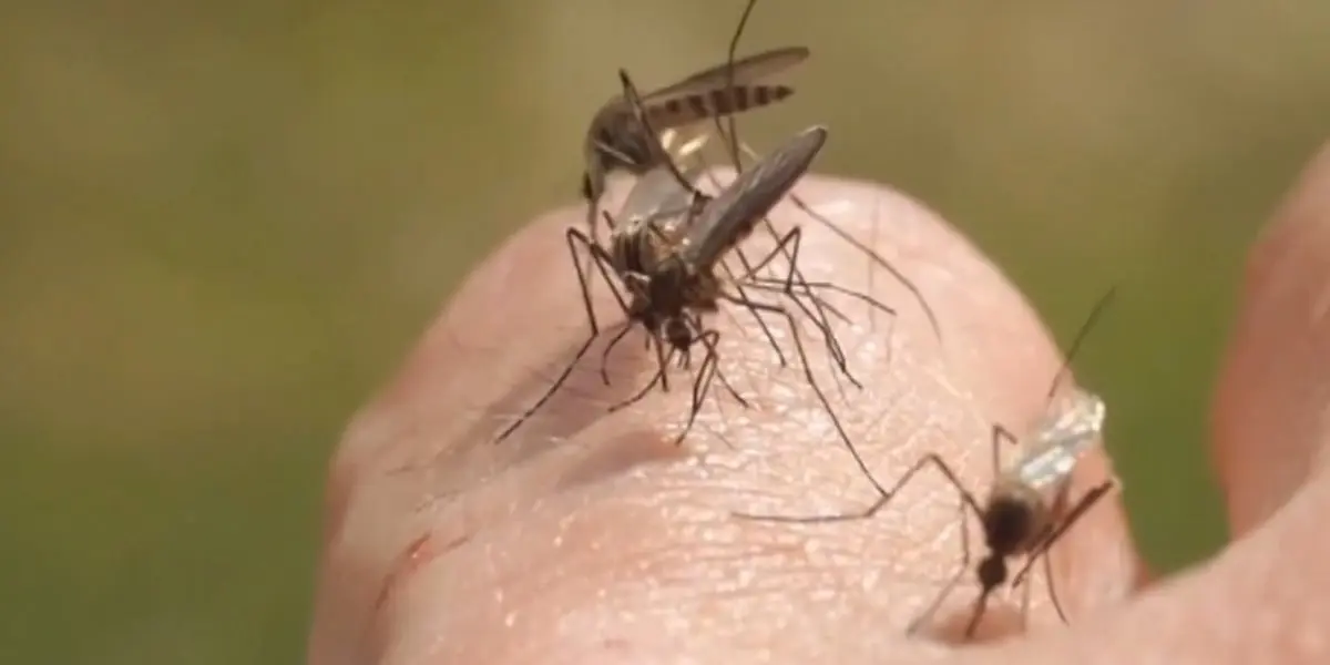 Walton County Issues West Nile Virus Advisory After Local Case Confirmed