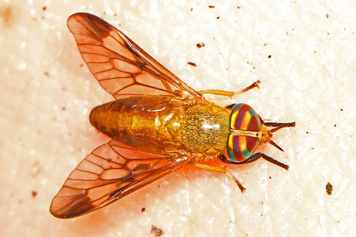 Yellow Fly Season Is Here: What Freeport Residents Need to Know