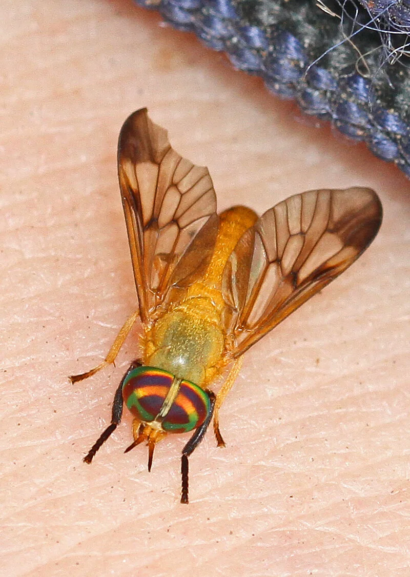 Yellow fly (Diachlorus ferrugatus) on skin